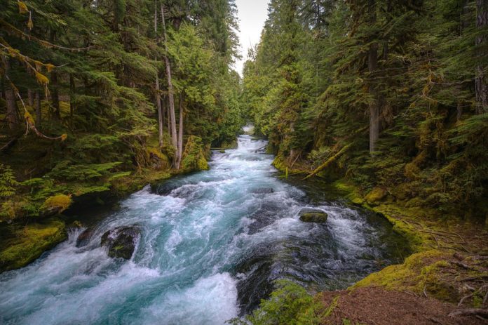 mckenzie river 5129717 960 720.jpg