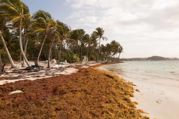 The Concentration of Arsenic in Sargassum Arriving in the Dominican