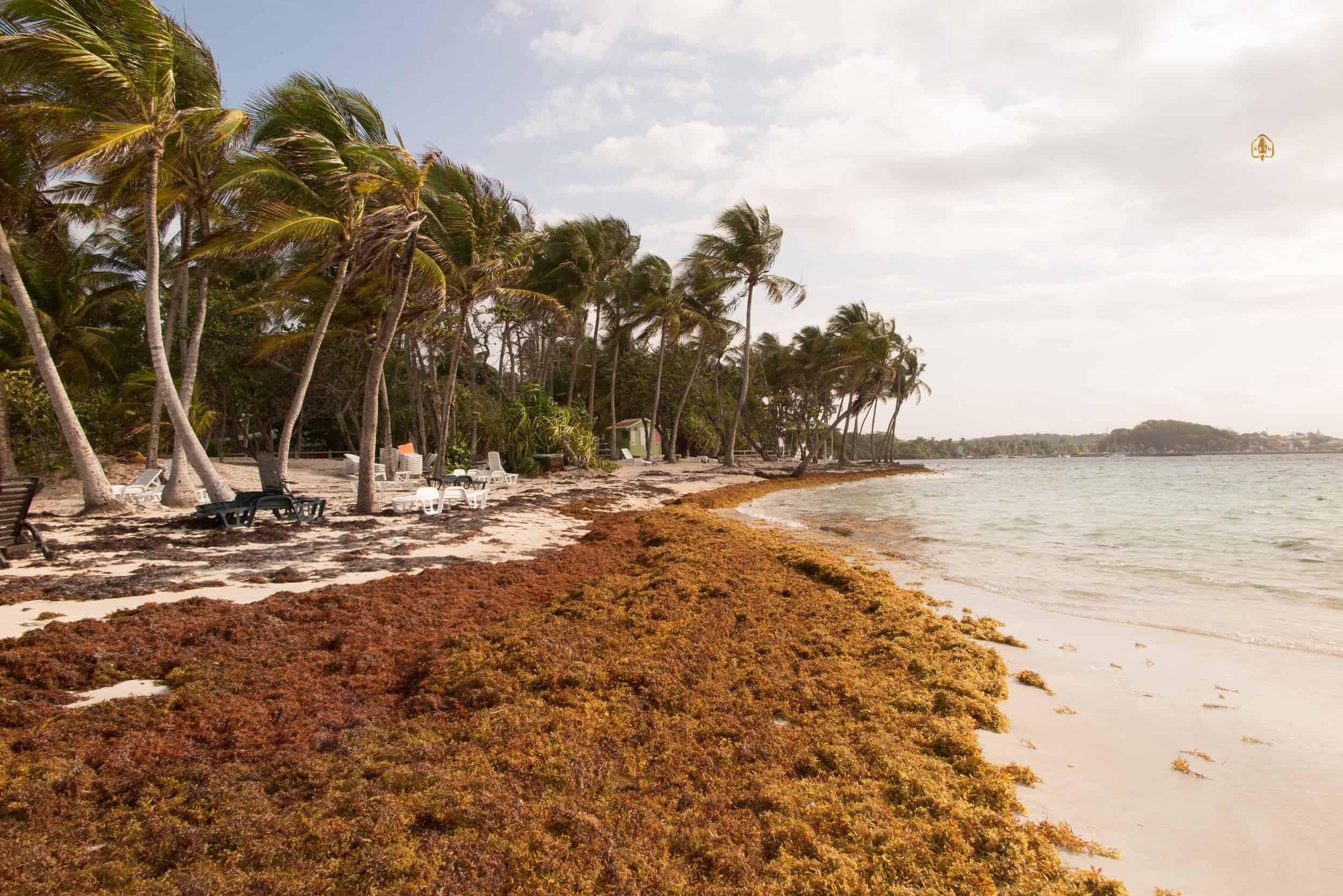 The Concentration of Arsenic in Sargassum Arriving in the Dominican Republic: An Intec Analysis