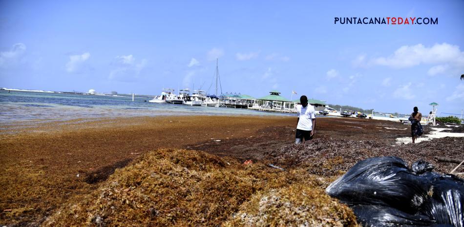 Punta Cana City Council Urges Ministry of the Environment to Establish Sargassum Landfill