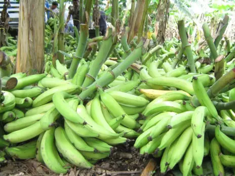 Banana exports suspended by Dominican Republic; aiming to ensure price stability