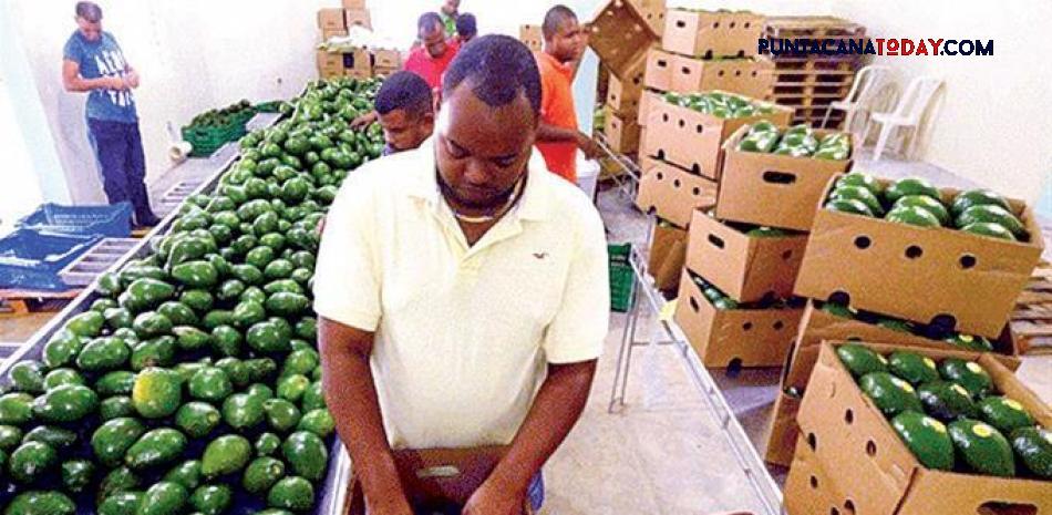 First-time Entry of Dominican Republic’s Coconut Water into US Markets