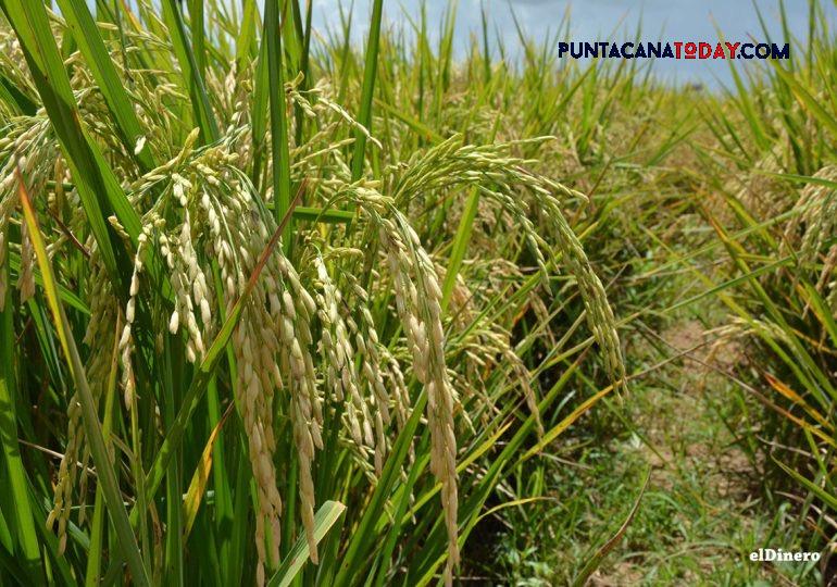 Dominican Republic Achieves Market Self-Sufficiency on World Rice Day