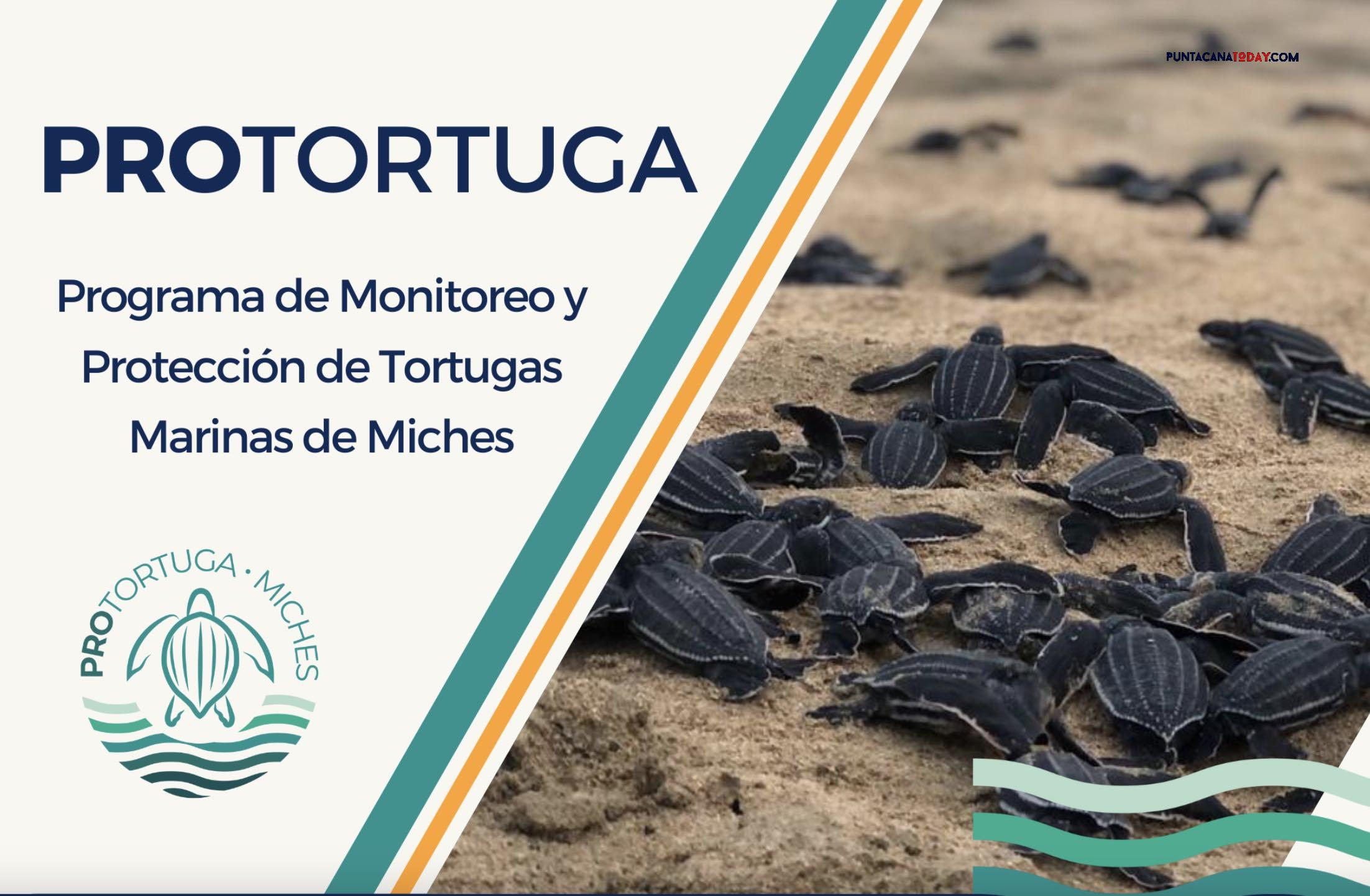 Milestone Achieved: ProTortuga’s Significant Contribution to Sea Turtle Conservation in Miches, Dominican Republic