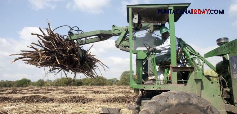 The Automation of Sugar Cane Cutting and Harvesting