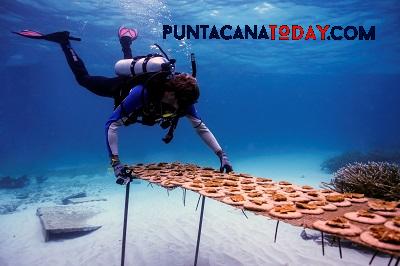 Grupo Puntacana 1 1