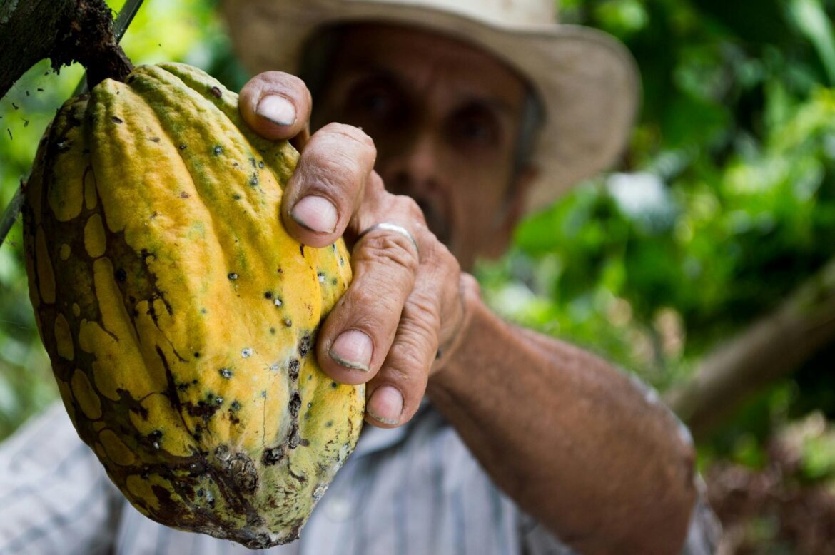 Cocoa Market Sees Significant Price Increase in May 2025