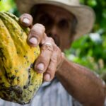Cocoa Market Sees Significant Price Increase in May 2025