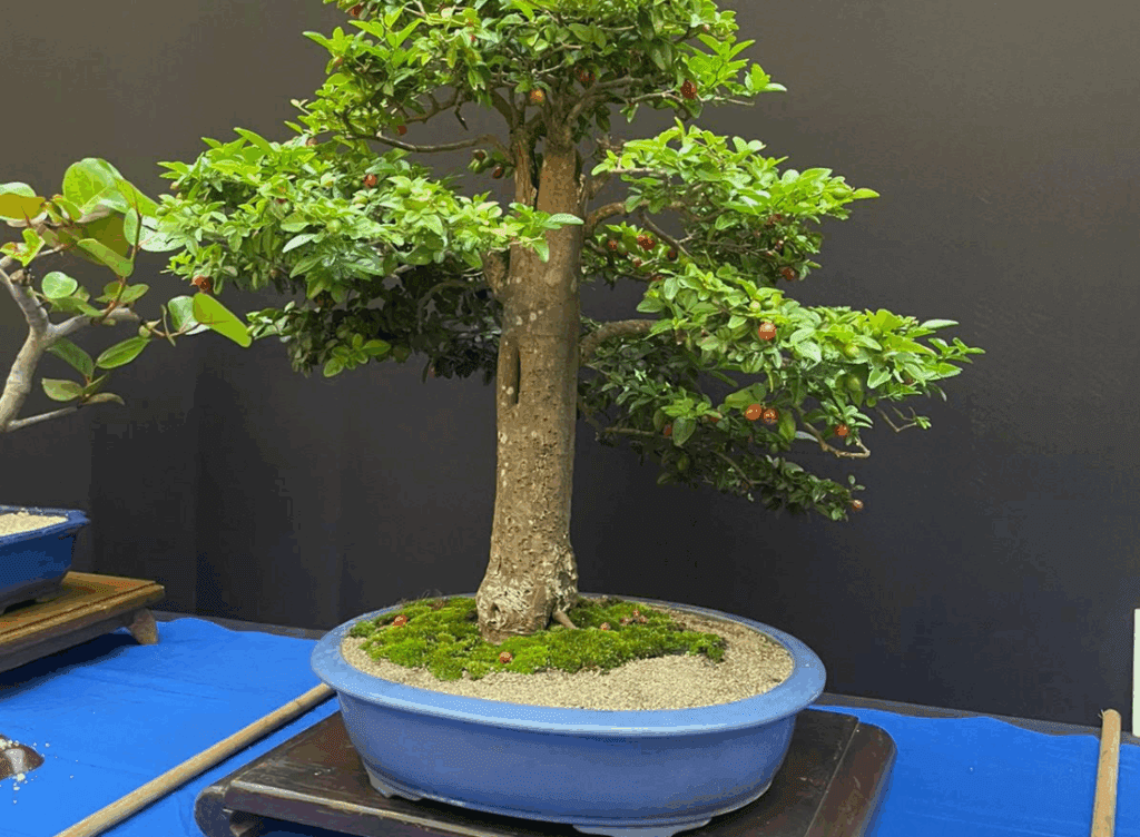 National Bonsai Exhibition Returns to Agora Mall for Its Fourth Year