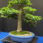 National Bonsai Exhibition Returns to Agora Mall for Its Fourth Year
