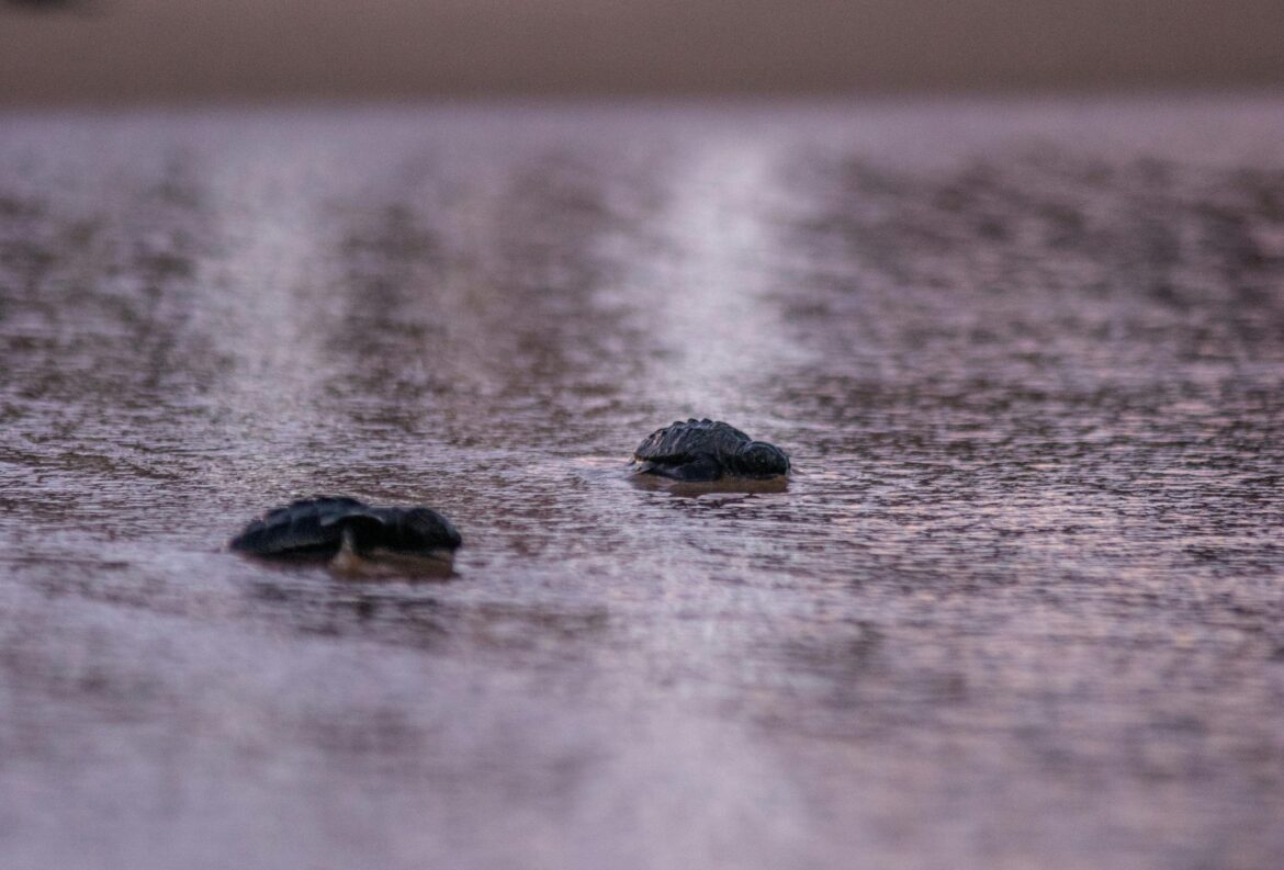 Sargassum Removal in Uvero Alto Linked to Sea Turtle Habitat Damage