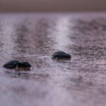 Sargassum Removal in Uvero Alto Linked to Sea Turtle Habitat Damage