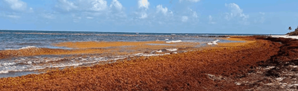 Mexicos Sargassum Strategy A Model for Punta Cana