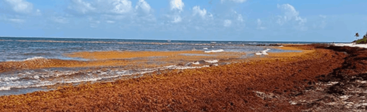 Mexico’s Sargassum Strategy A Model for Punta Cana