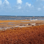 Mexicos Sargassum Strategy A Model for Punta Cana