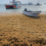 Coastal Alert Latest Punta Cana Sargassum Updates and Beach Management Strategies for June 2026