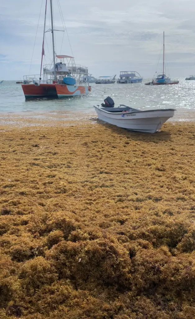 Coastal Alert Latest Punta Cana Sargassum Updates and Beach Management Strategies for June 2026