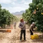 capacitación trabajadores mango República Dominicana - Productores de mango reclaman más capacitación para los trabajadores