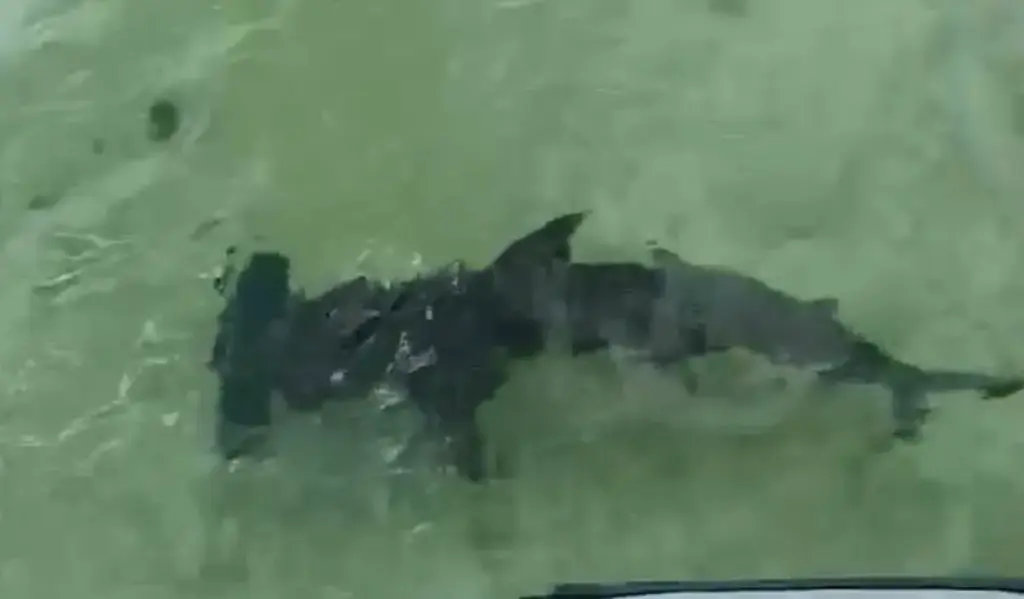 tiburón martillo Bávaro - (+VIDEO) Tiburón martillo es avistado cerca de la costa de Playa Bibijagua en Bá