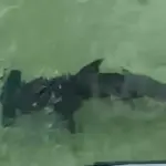 tiburón martillo Bávaro - (+VIDEO) Tiburón martillo es avistado cerca de la costa de Playa Bibijagua en Bá